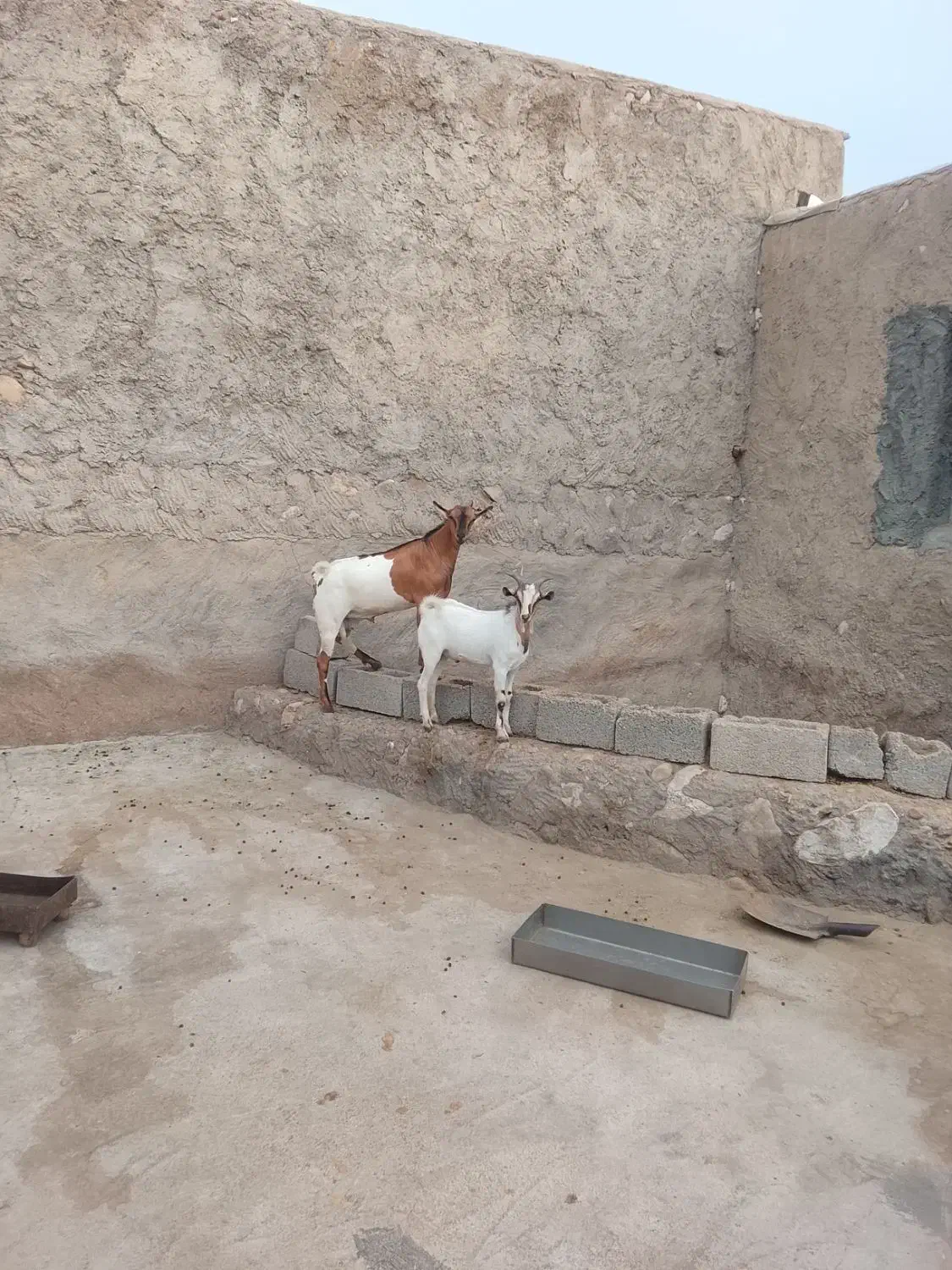 بزو کهر|حیوانات مزرعه|رویدر, |دیوار