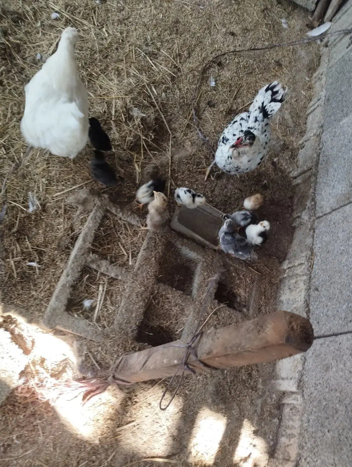 جوجه گلین و جوجه اردک محلی کرچ شو|حیوانات مزرعه|فومن, |دیوار