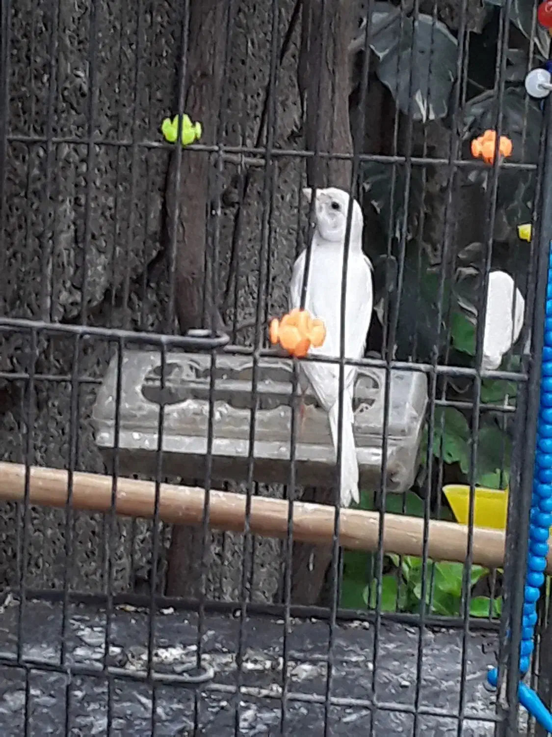 قناری نر سفید بلند....|پرنده|آمل, |دیوار