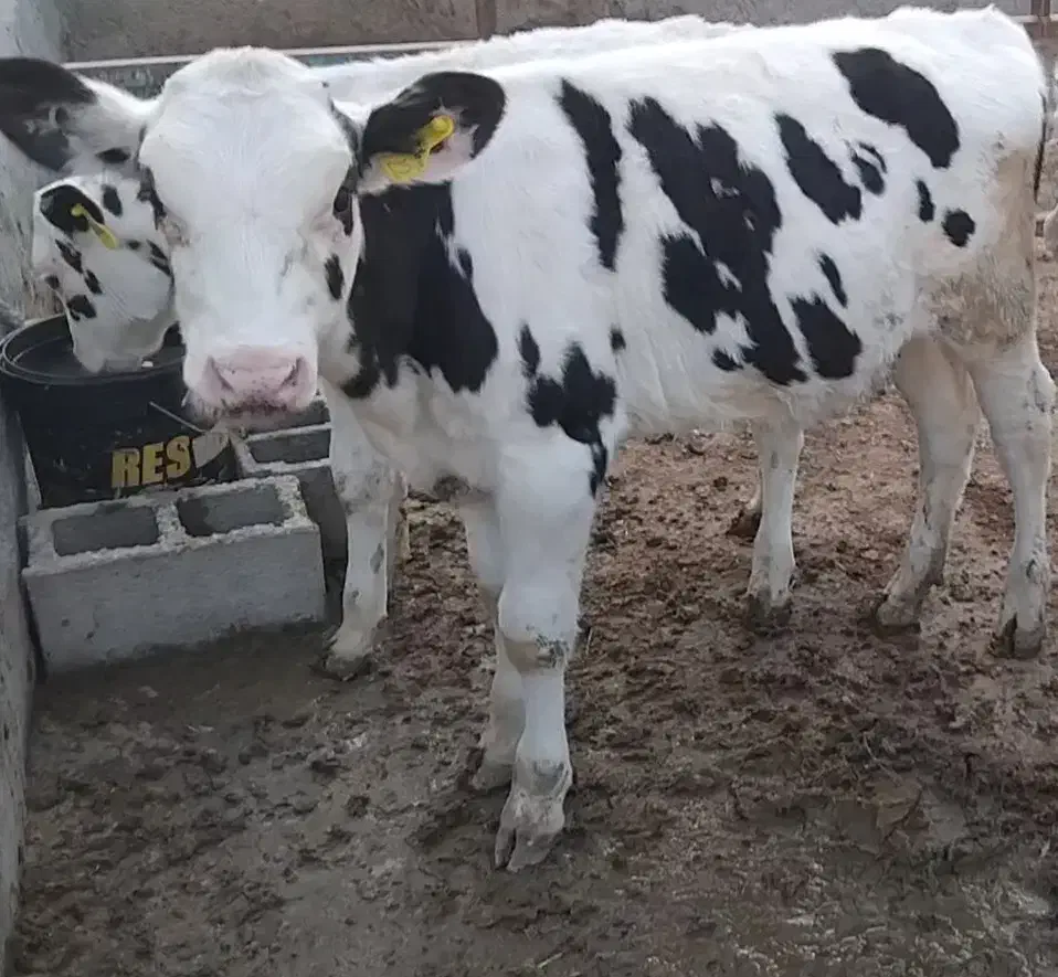 فروش دوگوساله ماده|حیوانات مزرعه|مرودشت, محمد آباد|دیوار