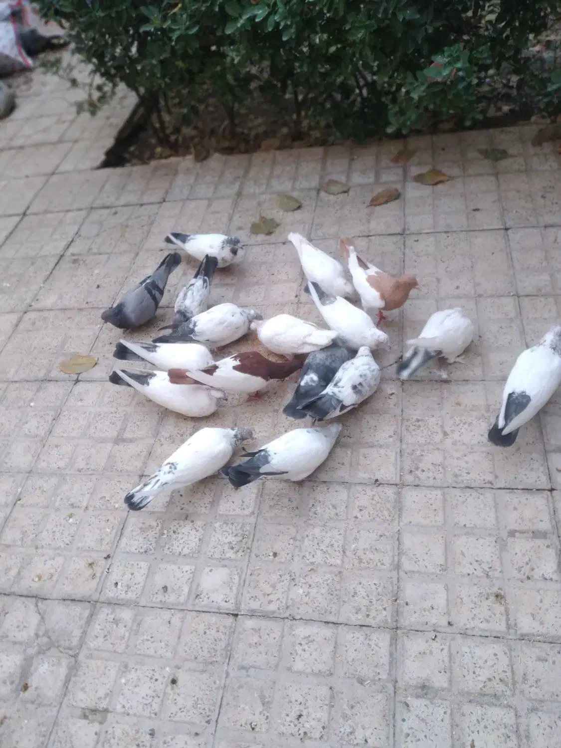 کبوتر پرشی|پرنده|فردیس, ثابتی|دیوار