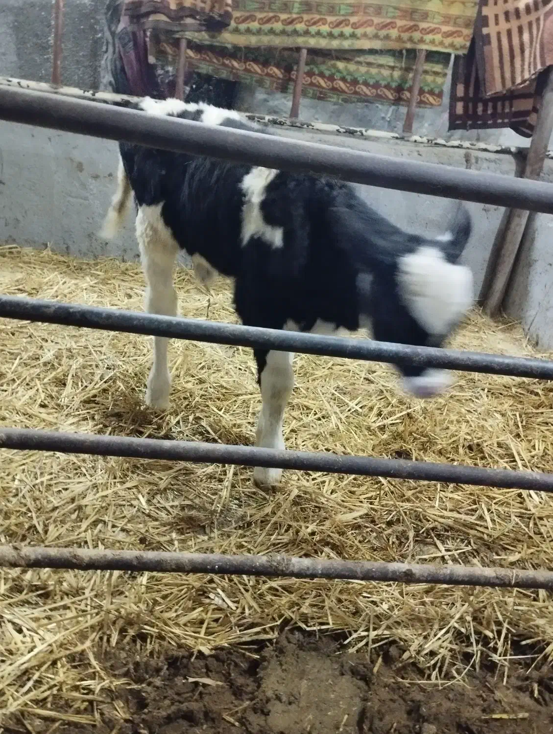 گوساله ماده ده روزه|حیوانات مزرعه|لالجین, |دیوار