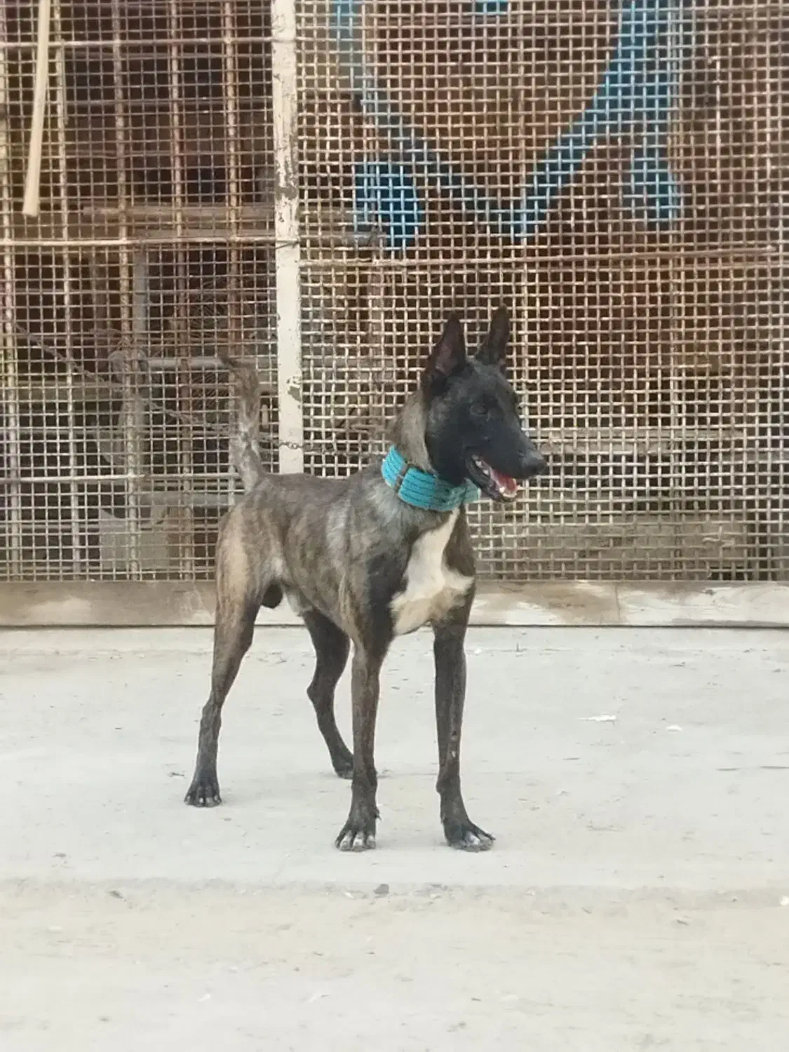 سگ مالینیوز|سگ|بندرعباس, |دیوار