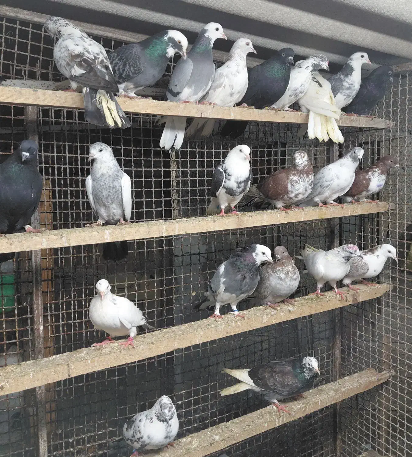 کبوتر غریبگیری و گرفتنی|پرنده|قائم‌شهر, |دیوار