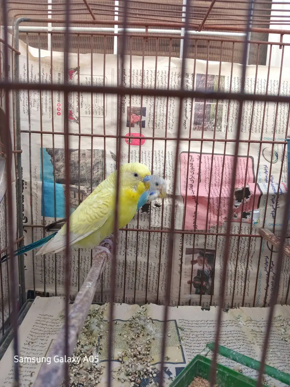 مرغ عشق|پرنده|نسیم‌شهر, |دیوار