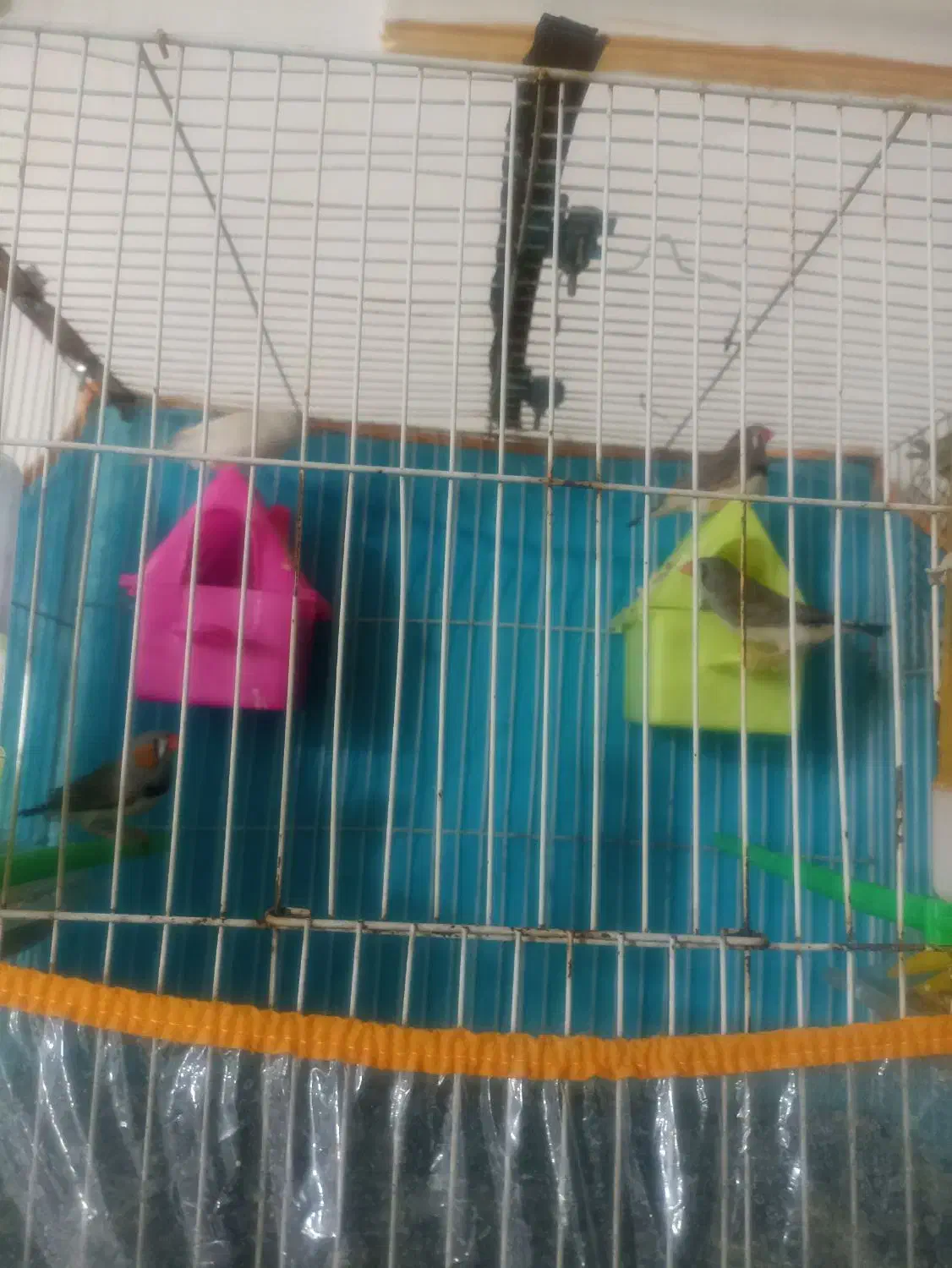 دو جفت فنچ سالم به شرط تخم جوجه|پرنده|تربت‌حیدریه, ابوذر|دیوار