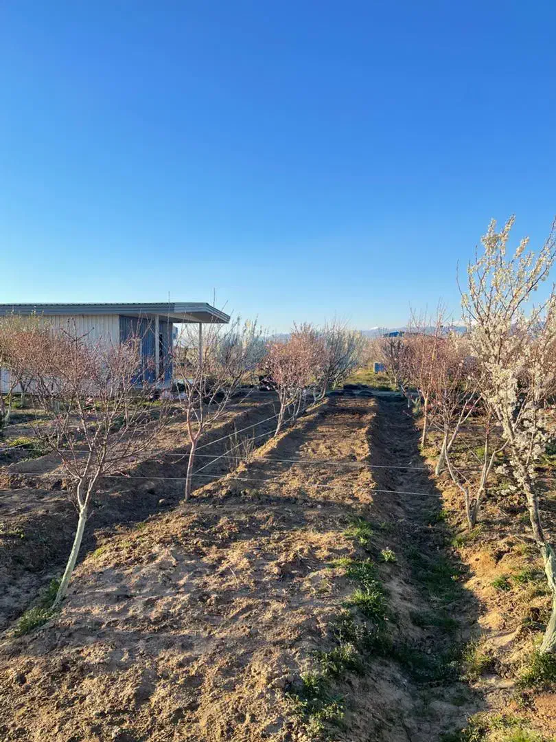 باغچه ۵۰۰‌متری شهرکی سند‌ تک‌برگ‌ کنتور‌ برق|فروش زمین و ملک کلنگی|رامجین, |دیوار