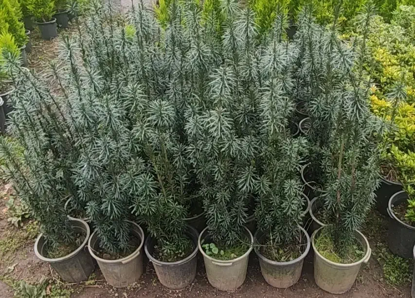 لاوسون یاس هلندی تاکسوز کاج طلایی گل و گیاه.|گل و گیاه طبیعی|چابکسر, |دیوار