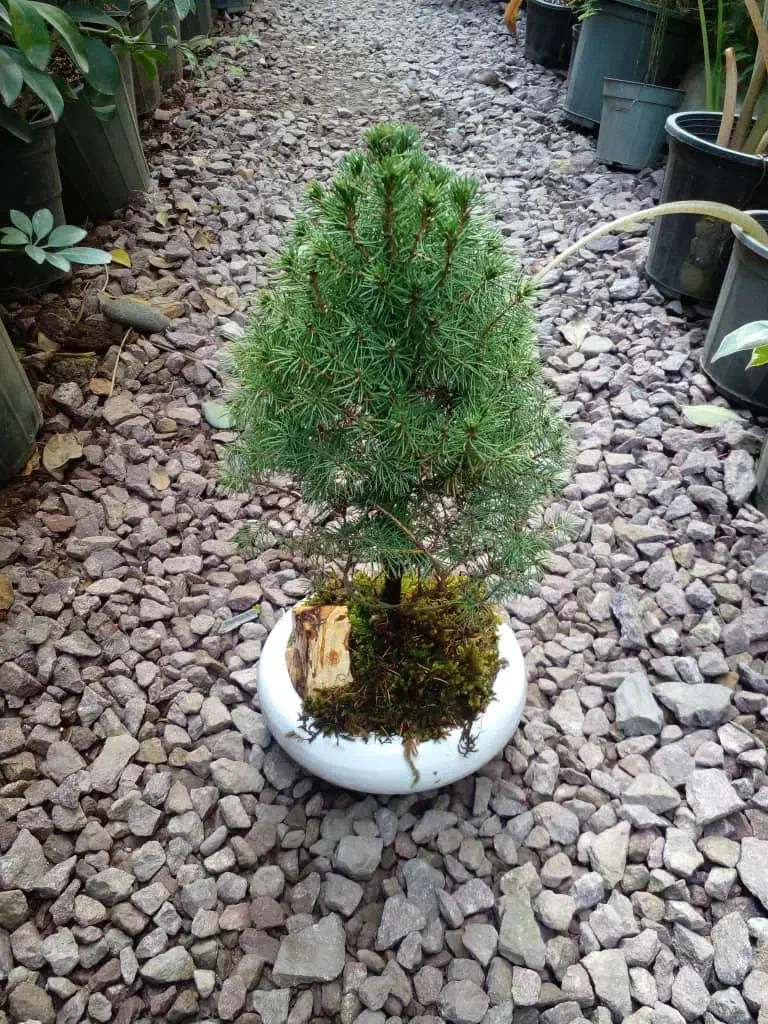 بنسای نانا و کونیکا|گل و گیاه طبیعی|بندر انزلی, کوی آزادگان|دیوار