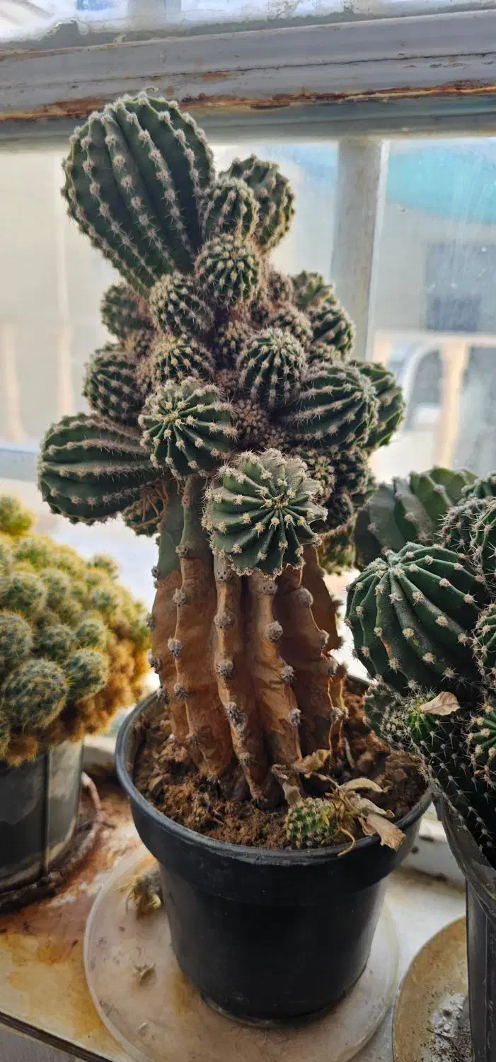 گل کاکتوس|گل و گیاه طبیعی|کاشمر, |دیوار