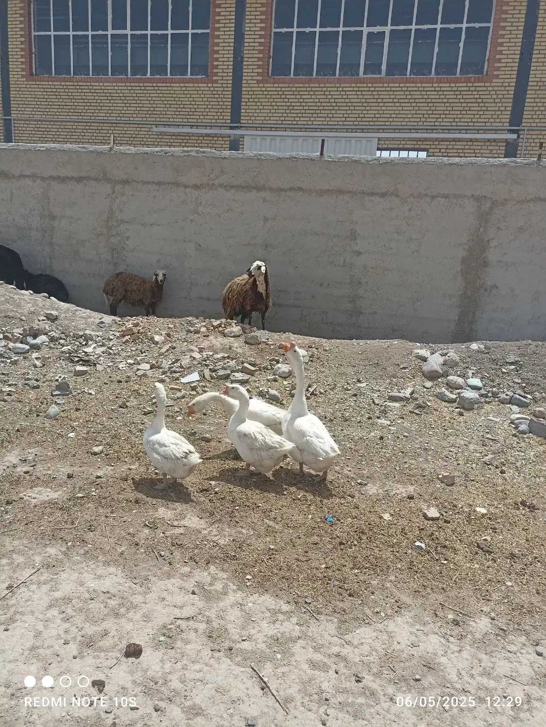 قوقاز اکراینی اصل منگولی|حیوانات مزرعه|چهارباغ, |دیوار