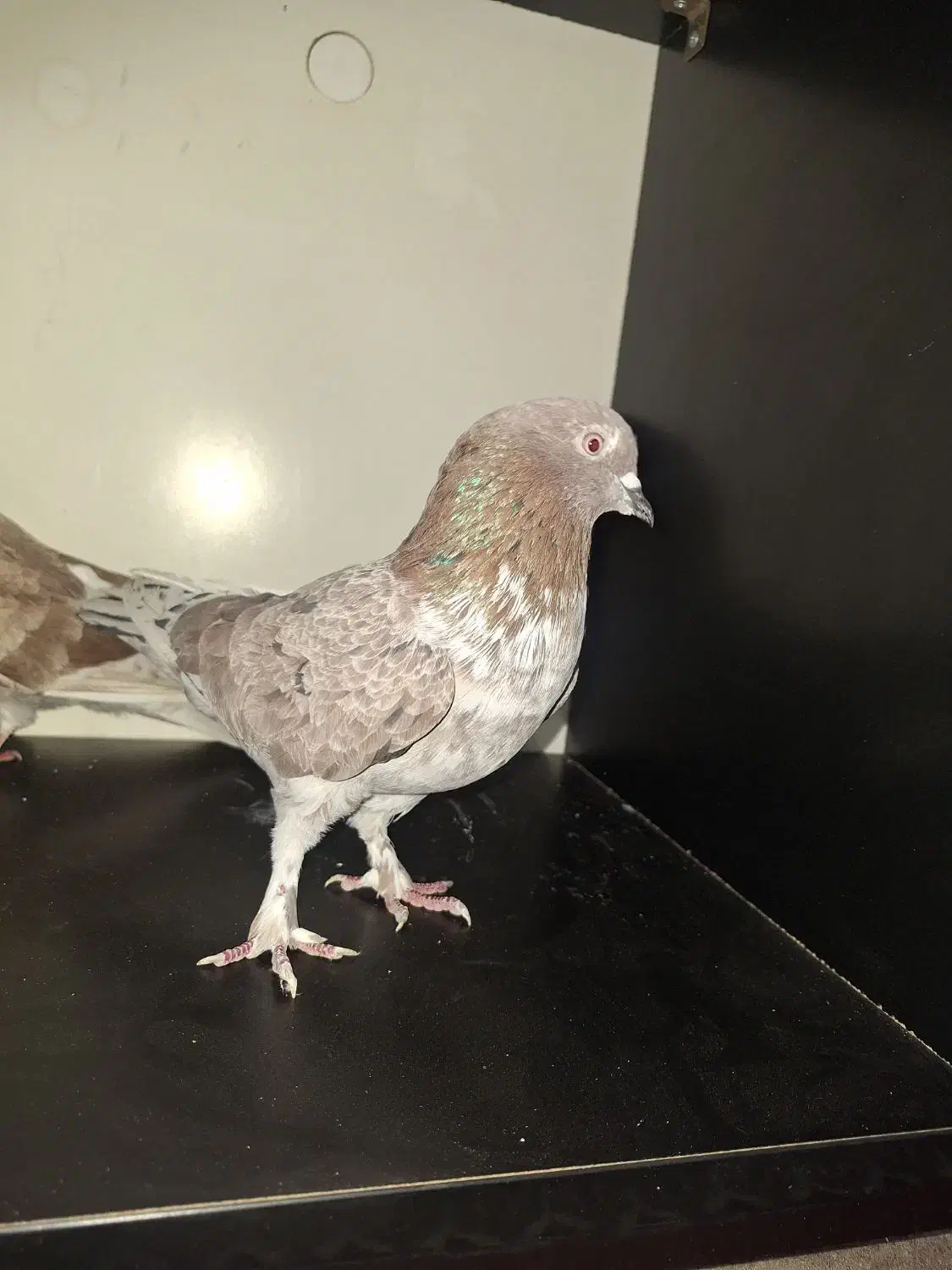 کبوتر|پرنده|چرداول, |دیوار