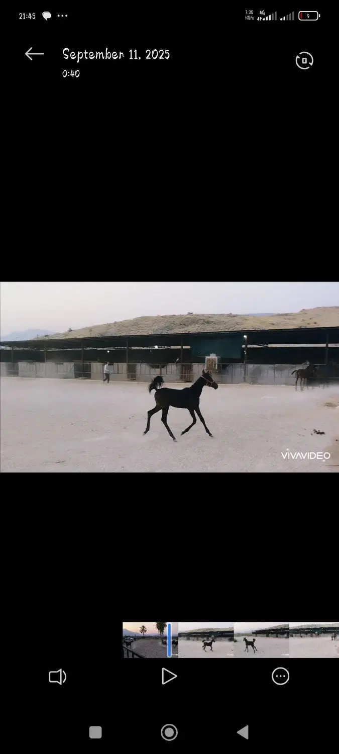 اسب|اسب و تجهیزات اسب‌سواری|نورآباد ممسنی, |دیوار