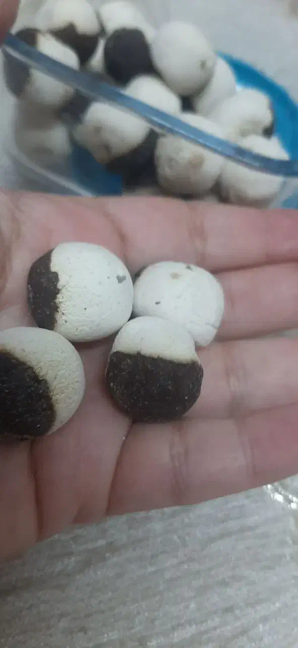 محصولات خراسان جنوبی|خوردنی و آشامیدنی|تهران, دولاب|دیوار