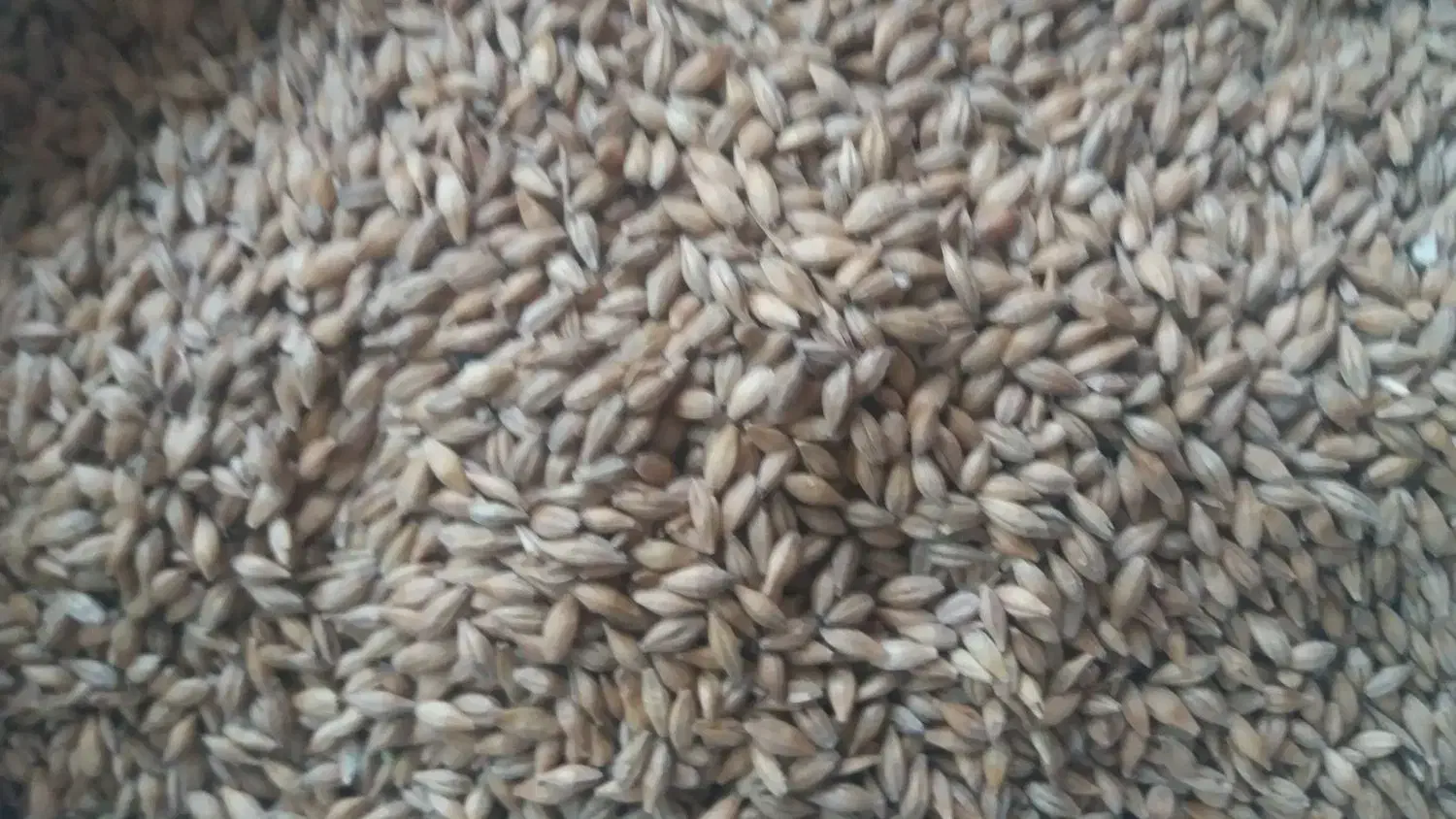 جو دامی|حیوانات مزرعه|کاشان, فاز ۲ ناجی آباد|دیوار