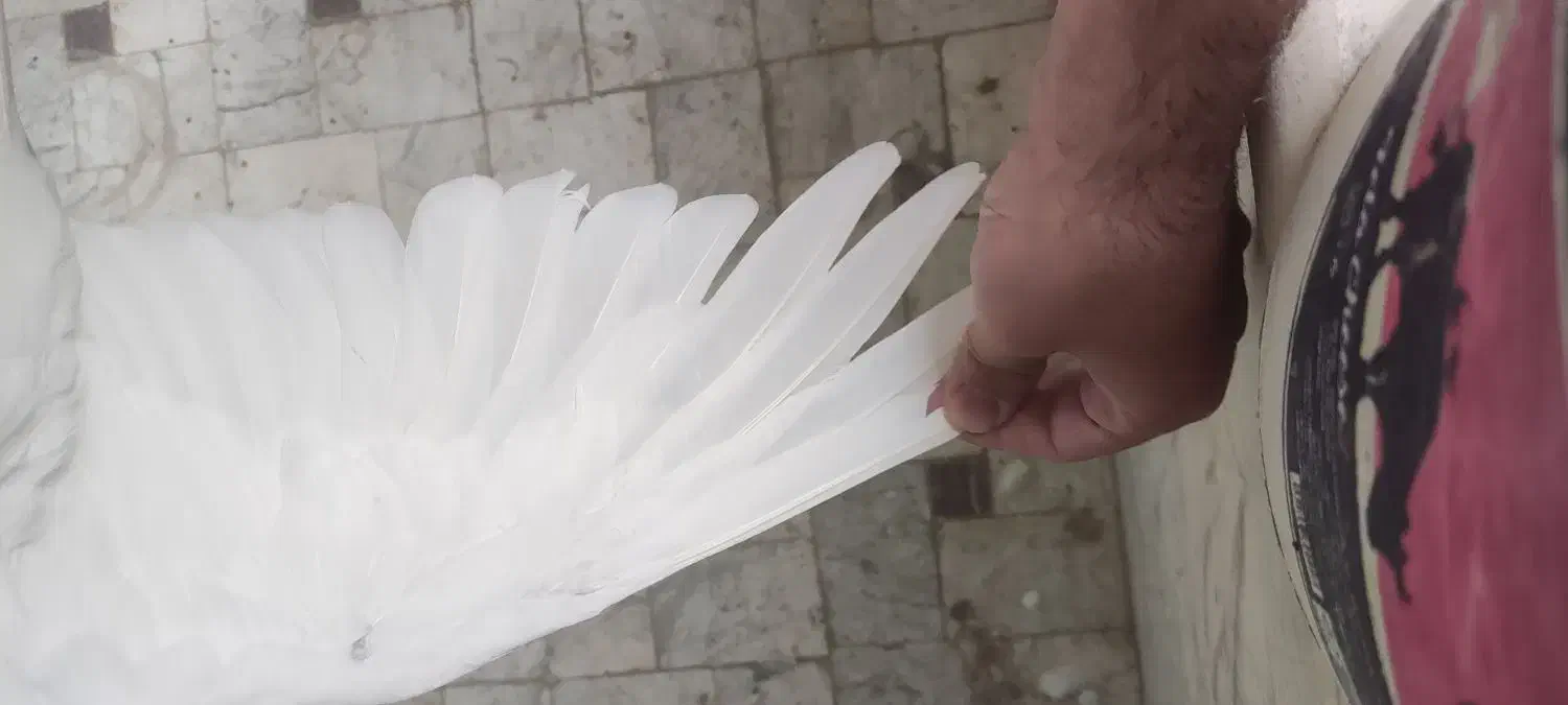 کبوتر|پرنده|قم, الغدیر|دیوار