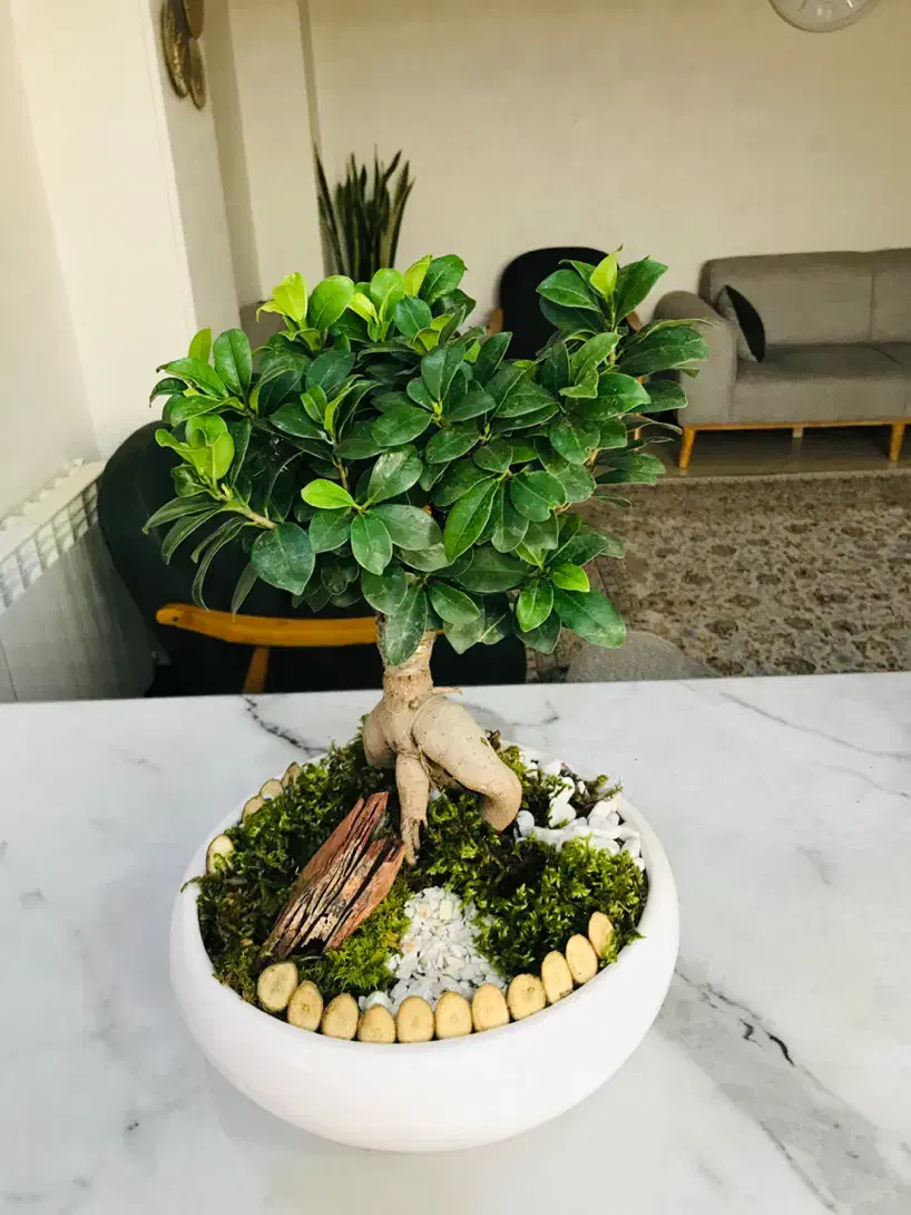 گل بونسای|گل و گیاه طبیعی|تهران, منیریه|دیوار