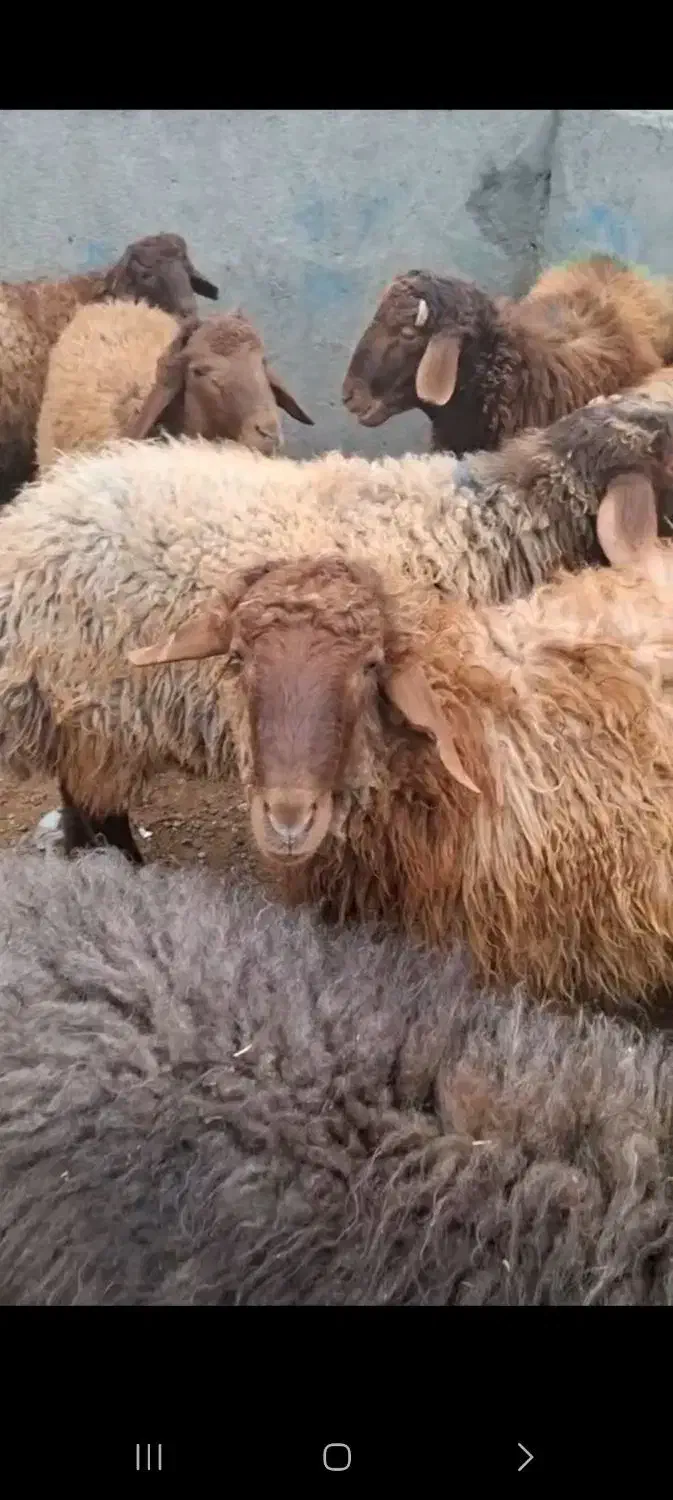 دامداری افشار گوسفند زنده کل نقاط مشهد|حیوانات مزرعه|مشهد, نوید|دیوار
