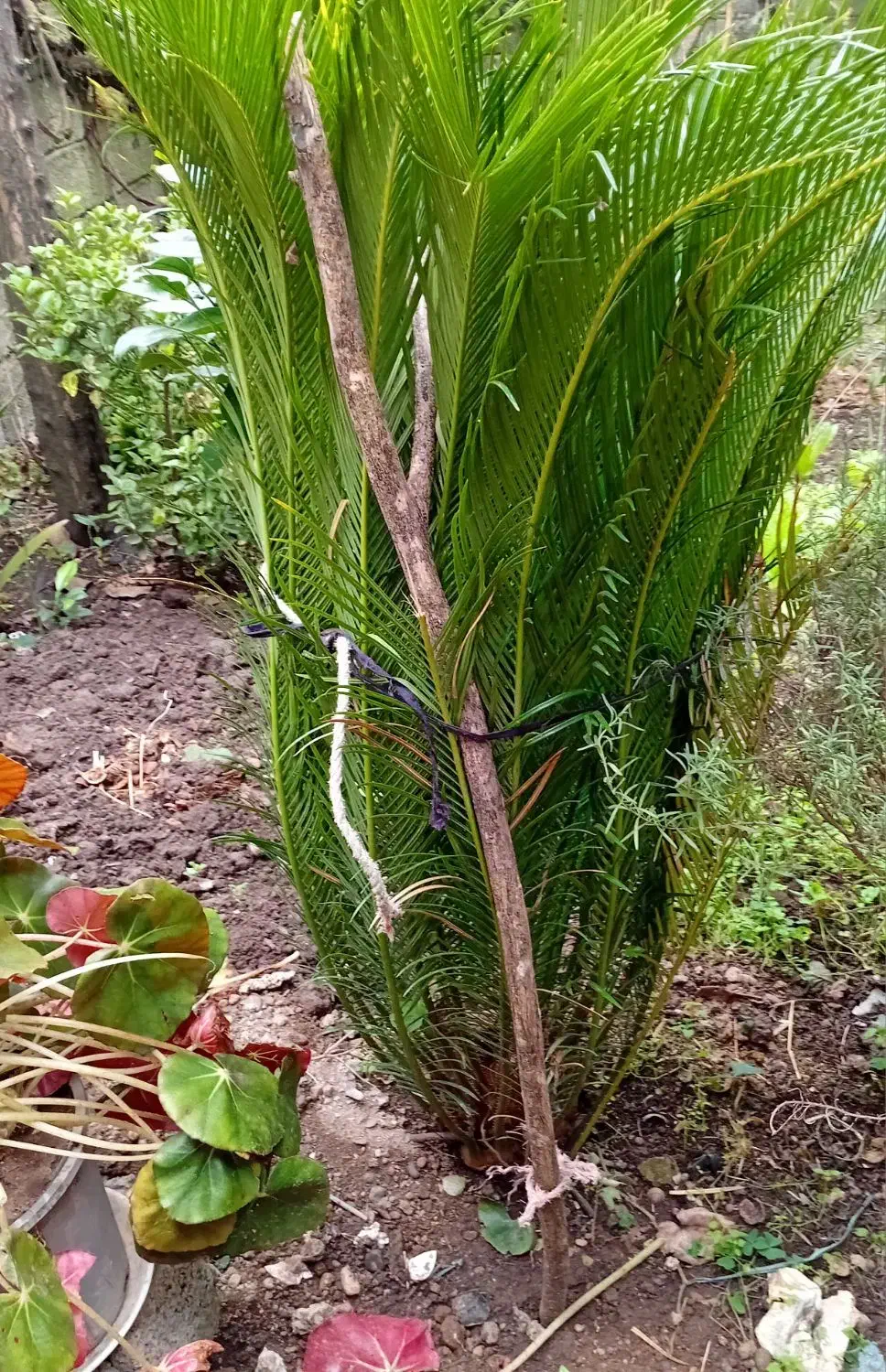 گل سیکاس|گل و گیاه طبیعی|کلاچای, |دیوار