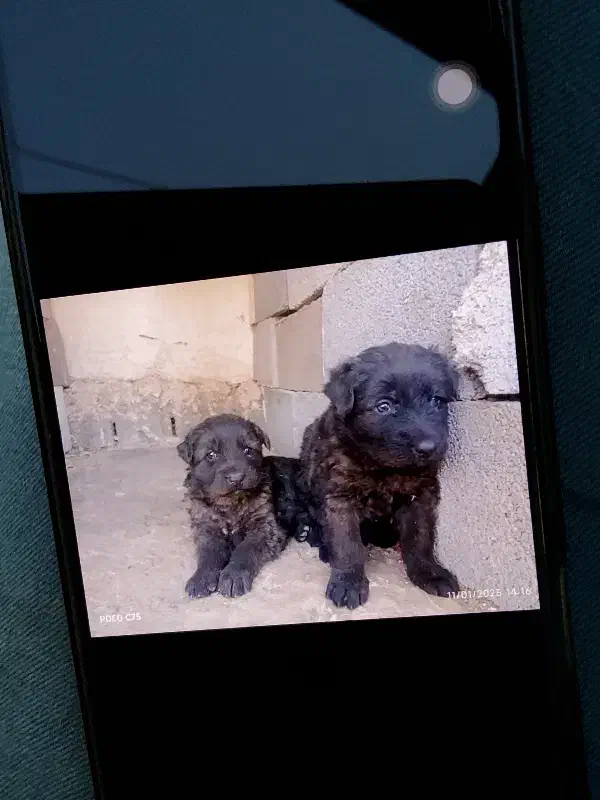 ژرمن بلک|سگ|شیراز, باغشهر قصر سبز|دیوار