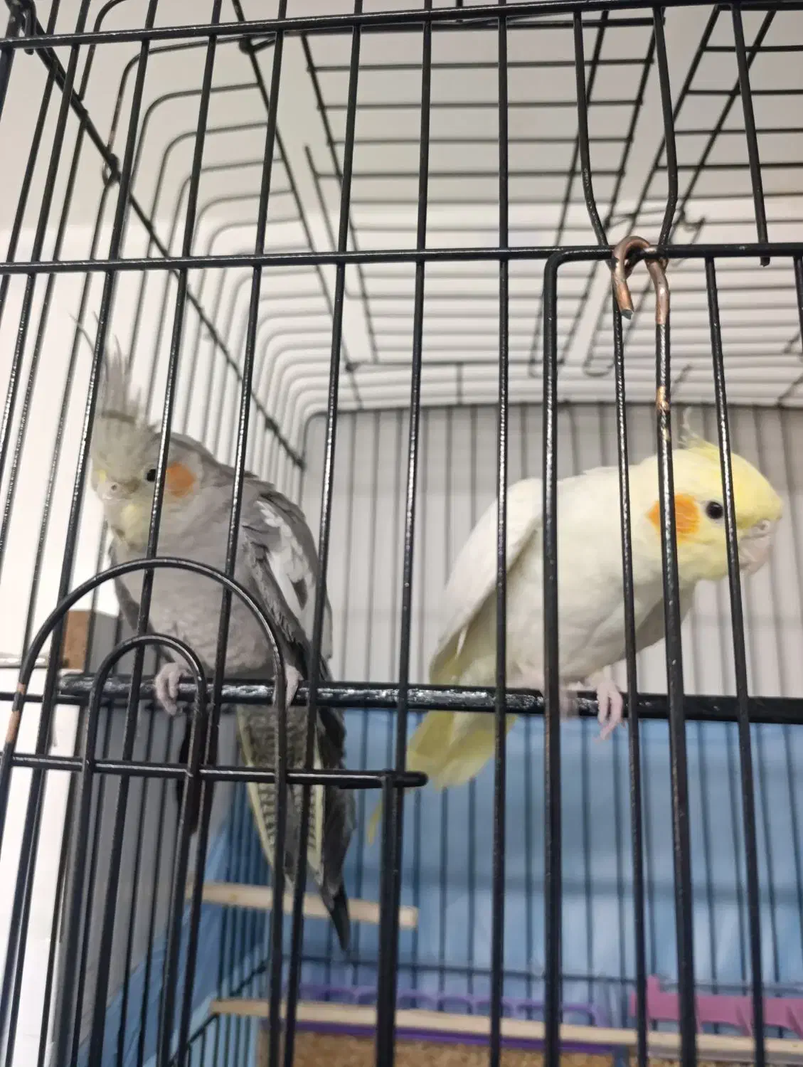 عروس هلندی دست آموز|پرنده|سراب, |دیوار