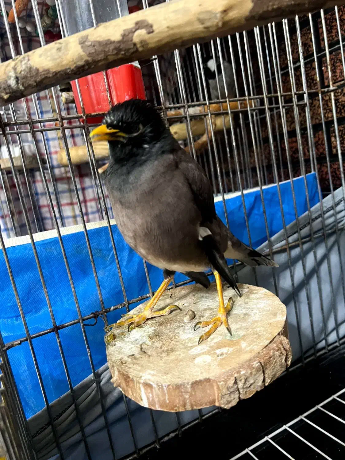 مرغ مینا|پرنده|کرج, شاهین‌ویلا|دیوار