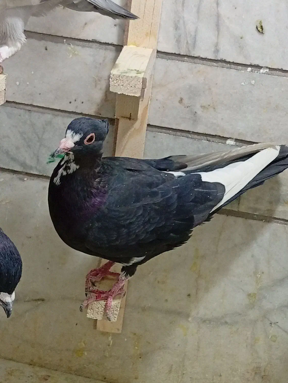 ماده پلنگ کلایی|پرنده|کرمان, |دیوار