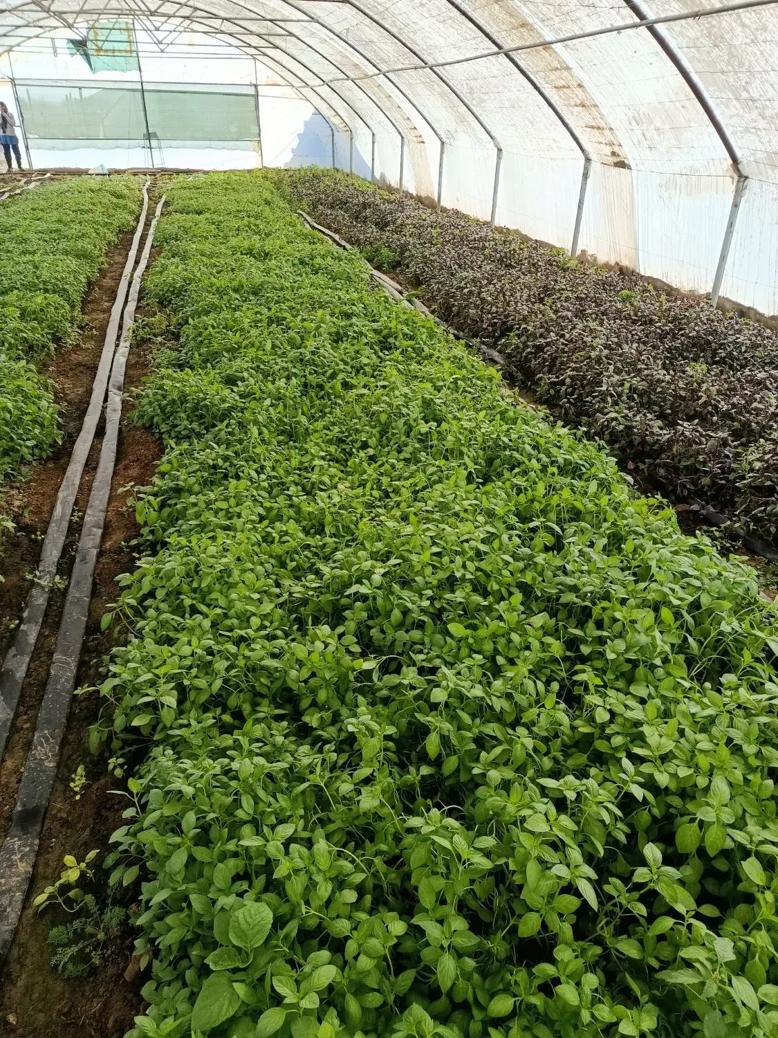 سبزی ریحان|خوردنی و آشامیدنی|زاوه, |دیوار