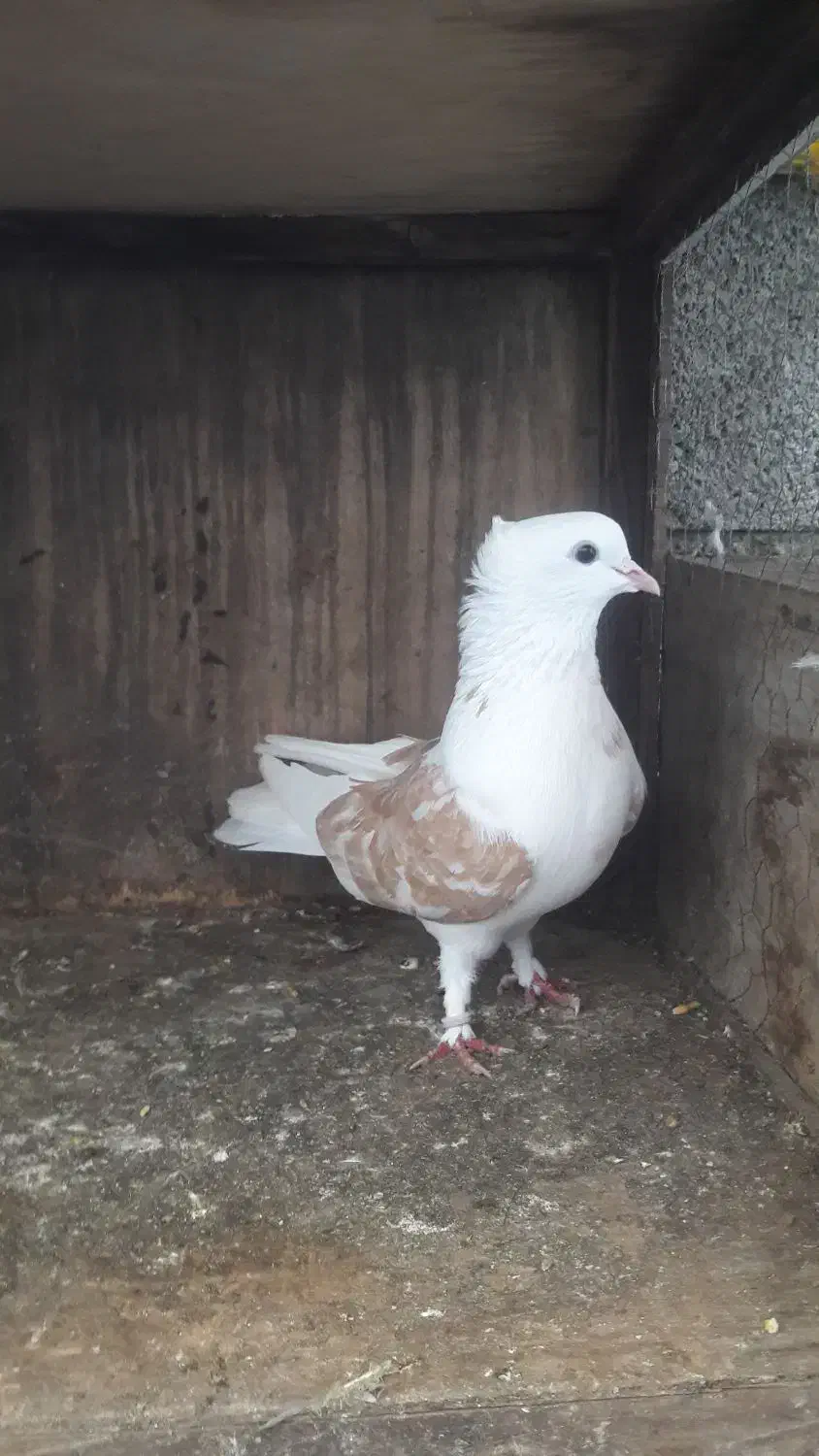 دو عدد ماده پرشی|پرنده|چمستان, |دیوار