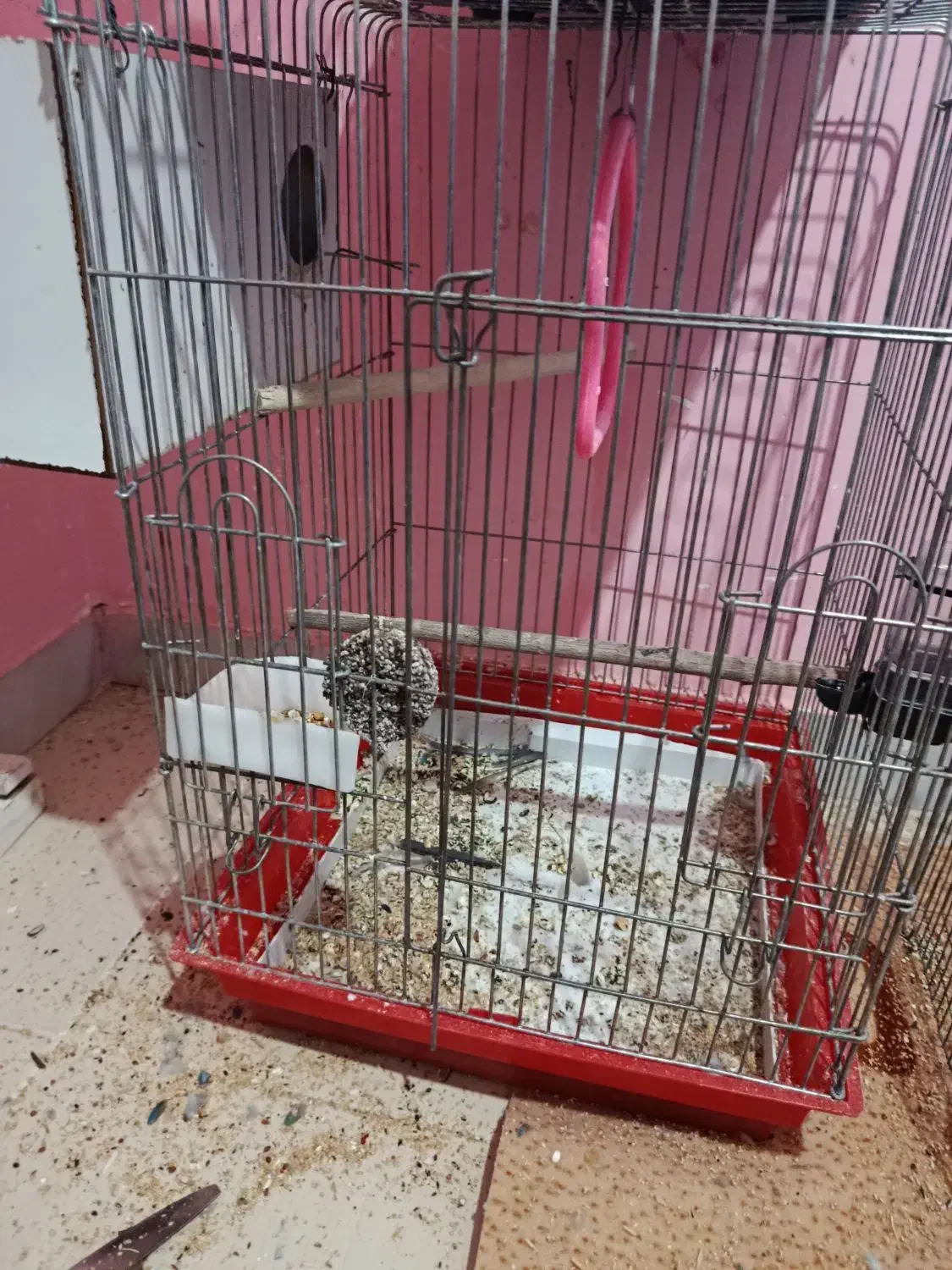 جفت عروس هلندی مولد|پرنده|جیرفت, |دیوار