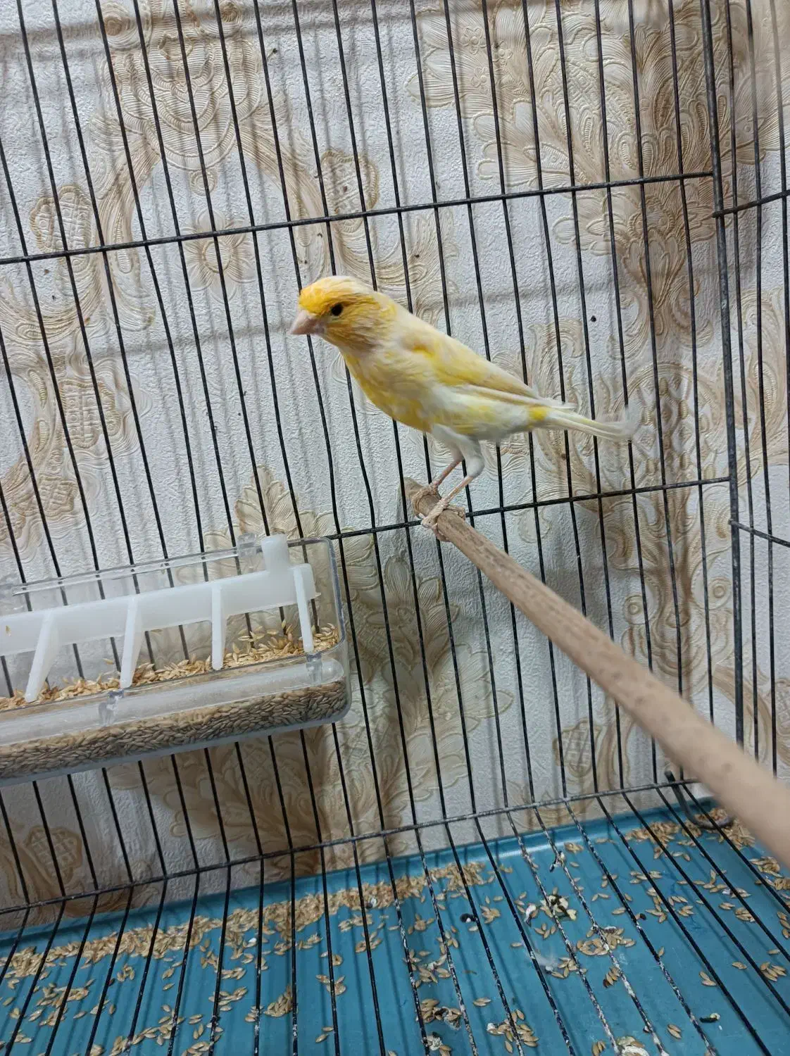 جفت قناری|پرنده|تبریز, |دیوار