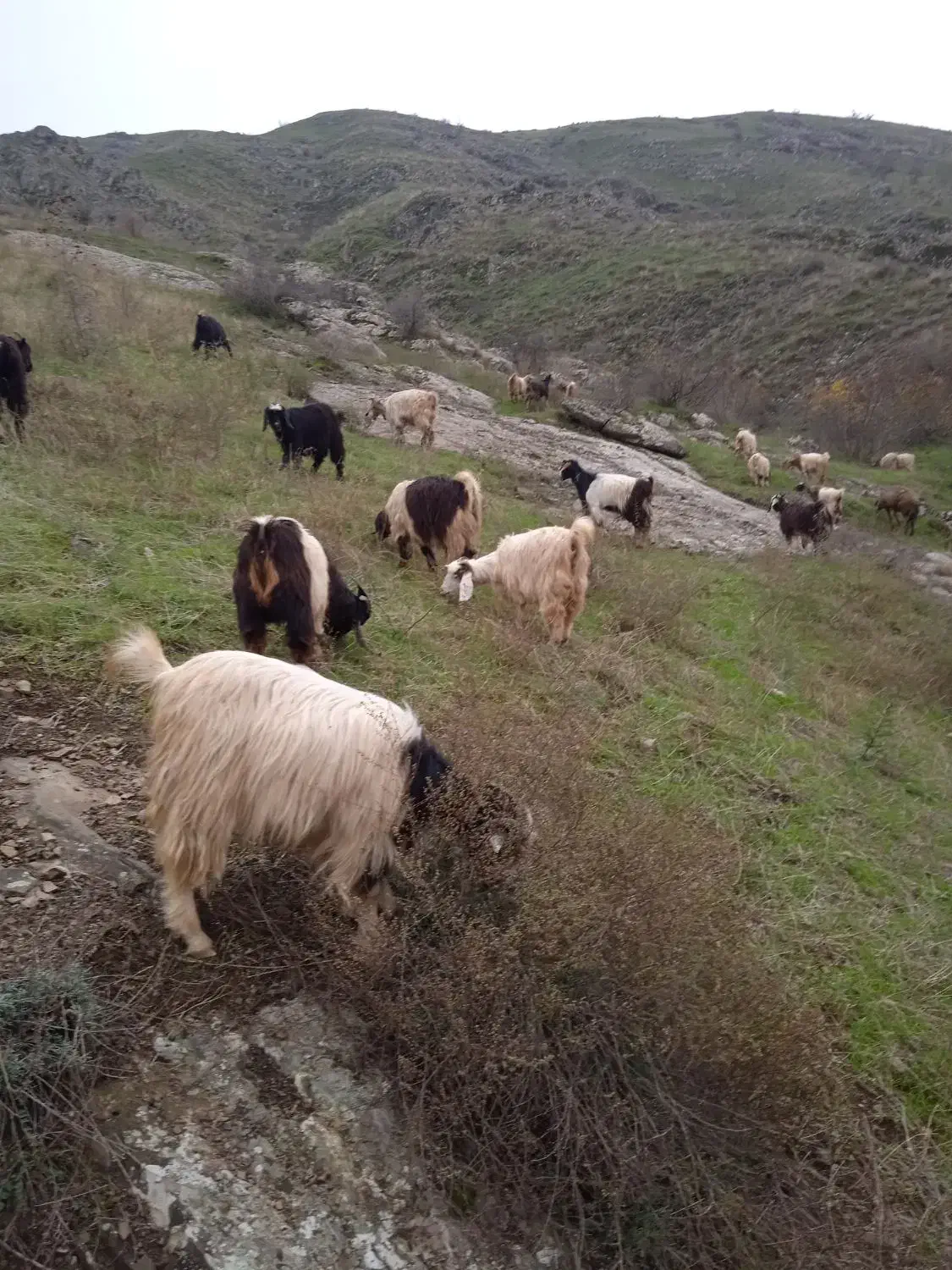 ۵۰ عدد بزغاله نرماده|حیوانات مزرعه|اهر, |دیوار