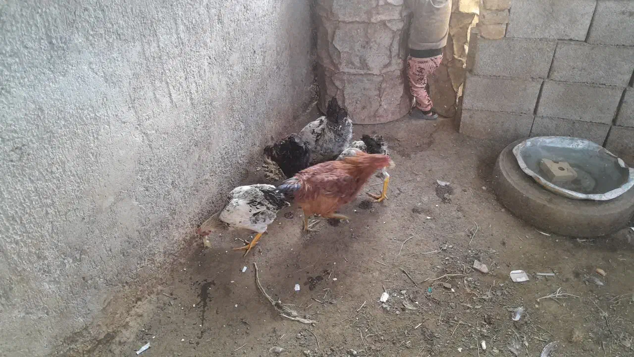 مرغ خروس|حیوانات مزرعه|زاوه, |دیوار