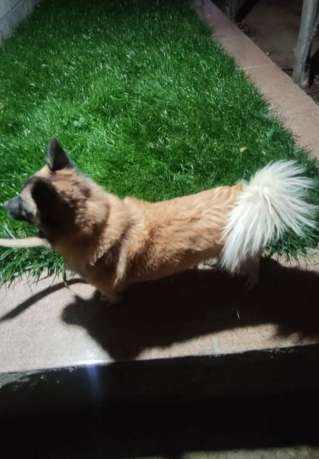 سگ خارجی|سگ|اقلید, |دیوار