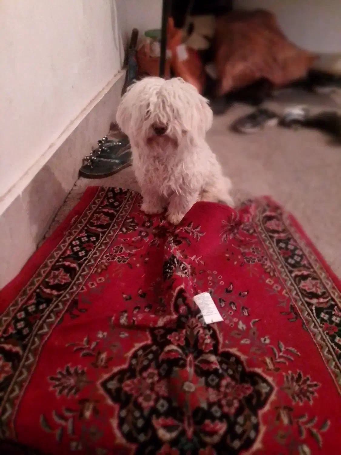 فروش بیستی خانگی|سگ|تبریز, |دیوار