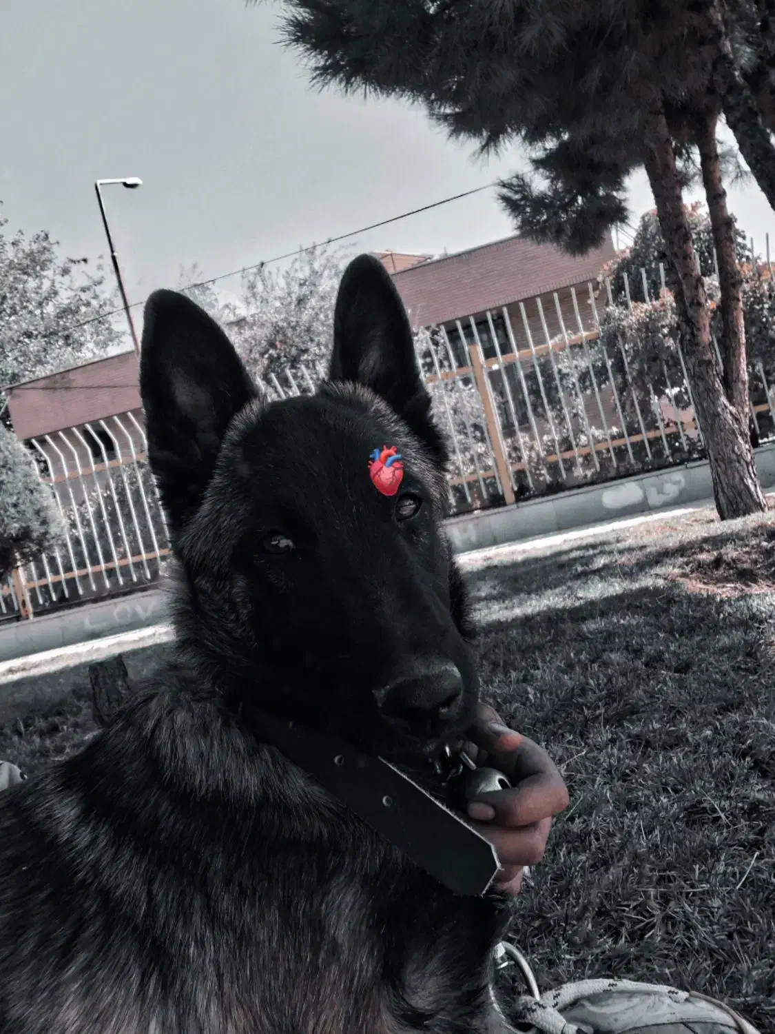 سگ مالینویز بلژیکی|سگ|مرودشت, نقش رستم|دیوار