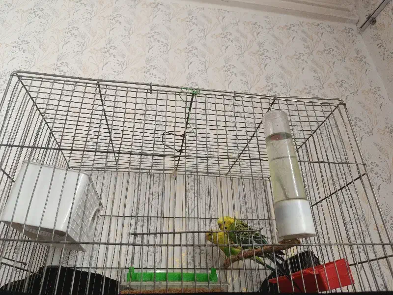 این مرغ عشق است نر ماده است تخم گذار هم است|پرنده|الیگودرز, |دیوار