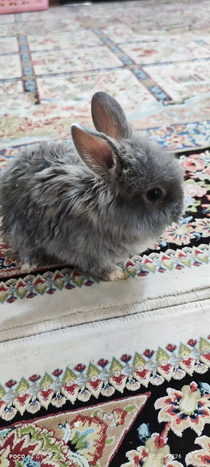 خرگوش نر|موش و خرگوش|بوکان, |دیوار