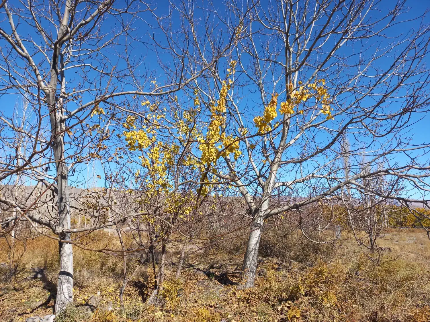 باسلام فر وش زمین کشاورزی|فروش دفتر صنعتی، کشاورزی، تجاری|راین, |دیوار