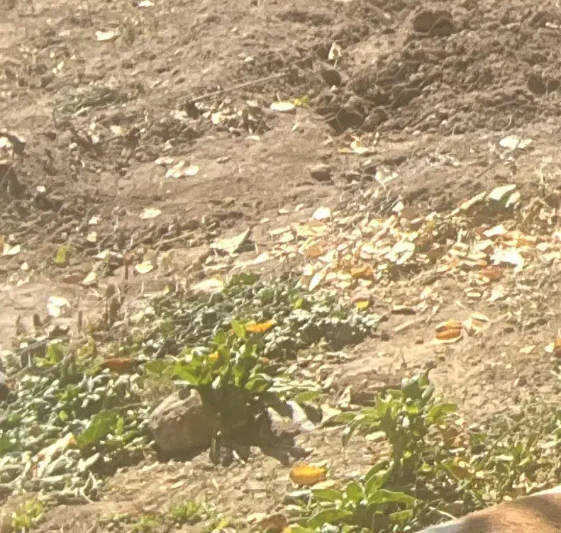 ۲۰ هکتار زمین در چاه دشت بوینگ با موتور برقی|اجارهٔ دفتر صنعتی، کشاورزی، تجاری|جیرفت, |دیوار