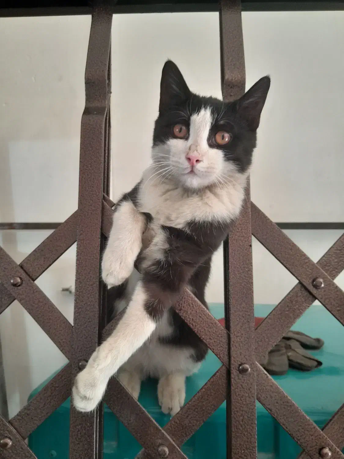 آکاردئونی وجوشکاری سیار|خدمات پیشه و مهارت|اندیشه, اندیشه فاز ۱|دیوار