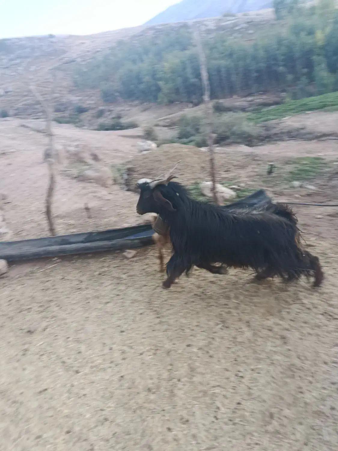 ساورین|حیوانات مزرعه|دره شهر, |دیوار