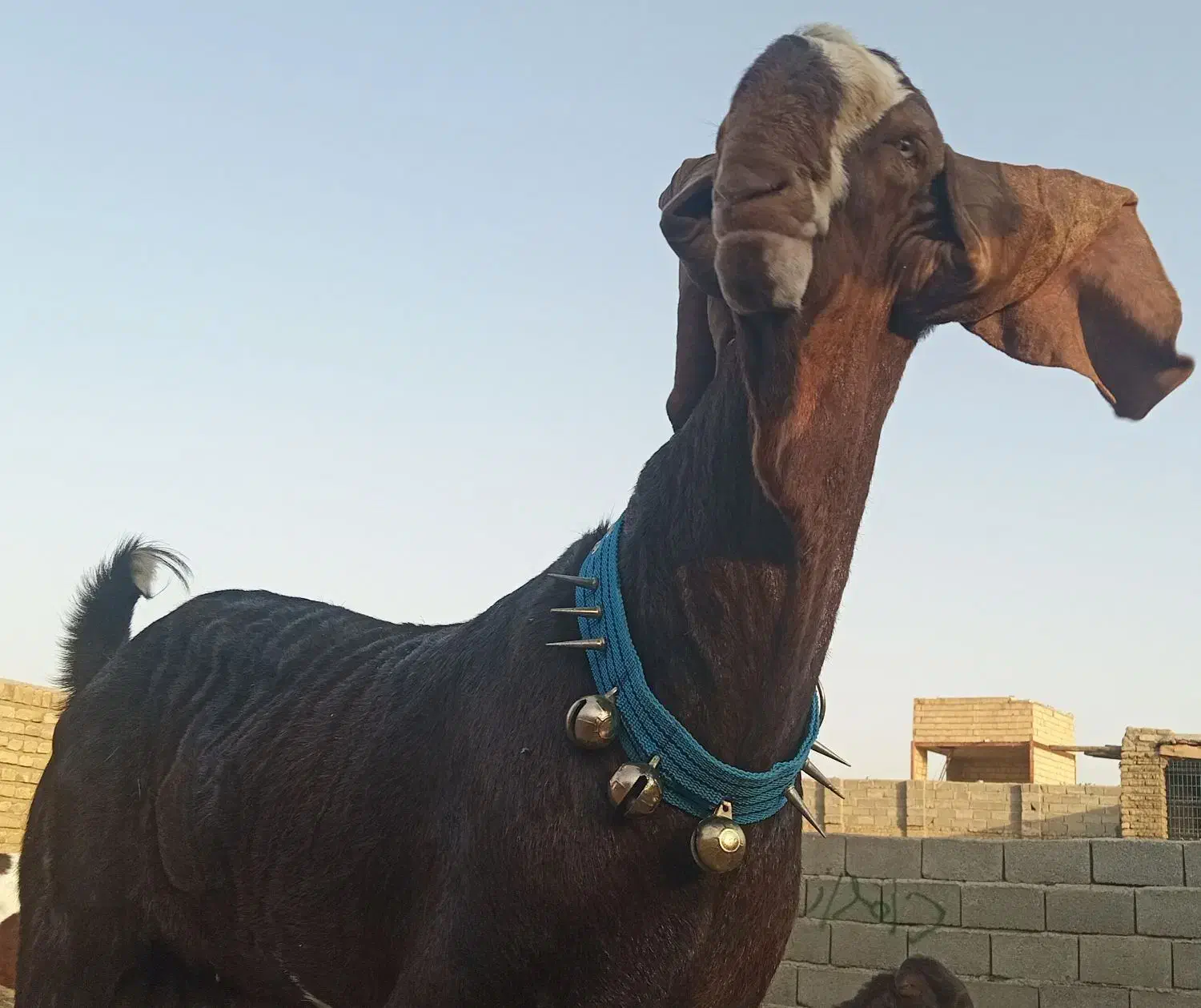 نربز پاکستانی اصل|حیوانات مزرعه|رضویه, |دیوار