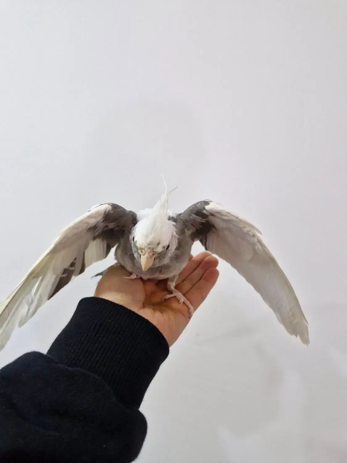 عروس وایت فیس نر ۳ ماهه|پرنده|سنگر, |دیوار