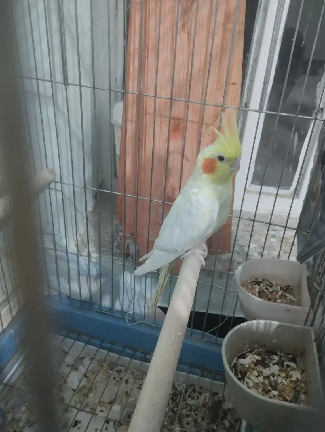 عروس هلندی زیبا|پرنده|فیروزآباد (فارس), |دیوار