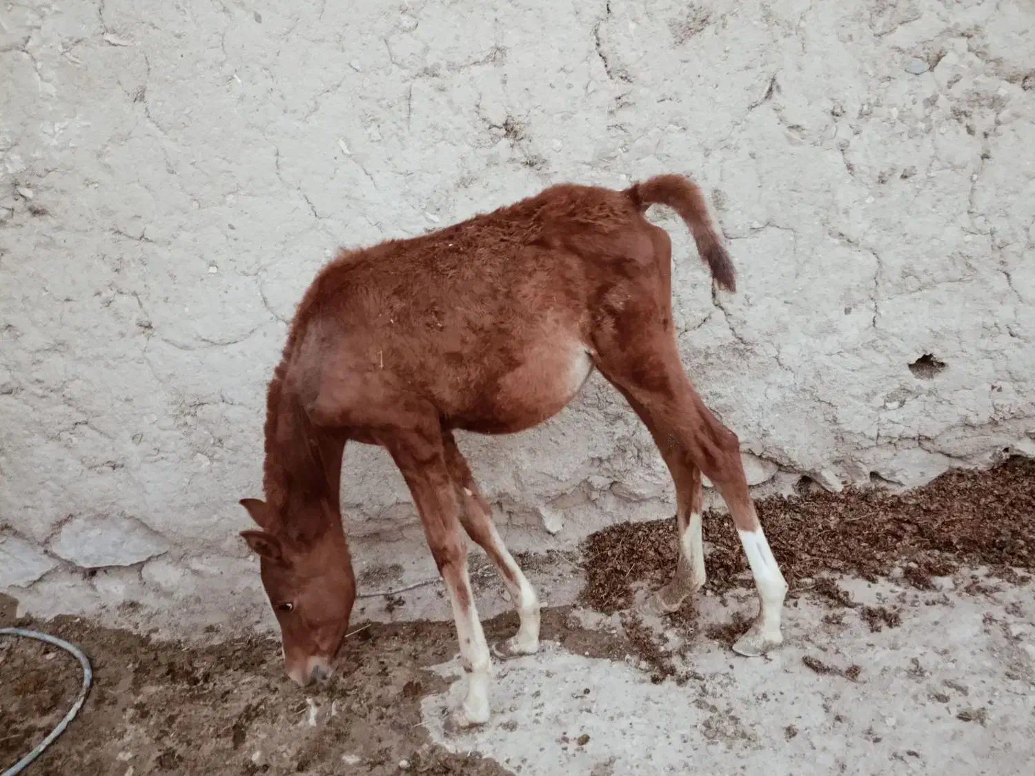 اسب|اسب و تجهیزات اسب‌سواری|نختالو, |دیوار