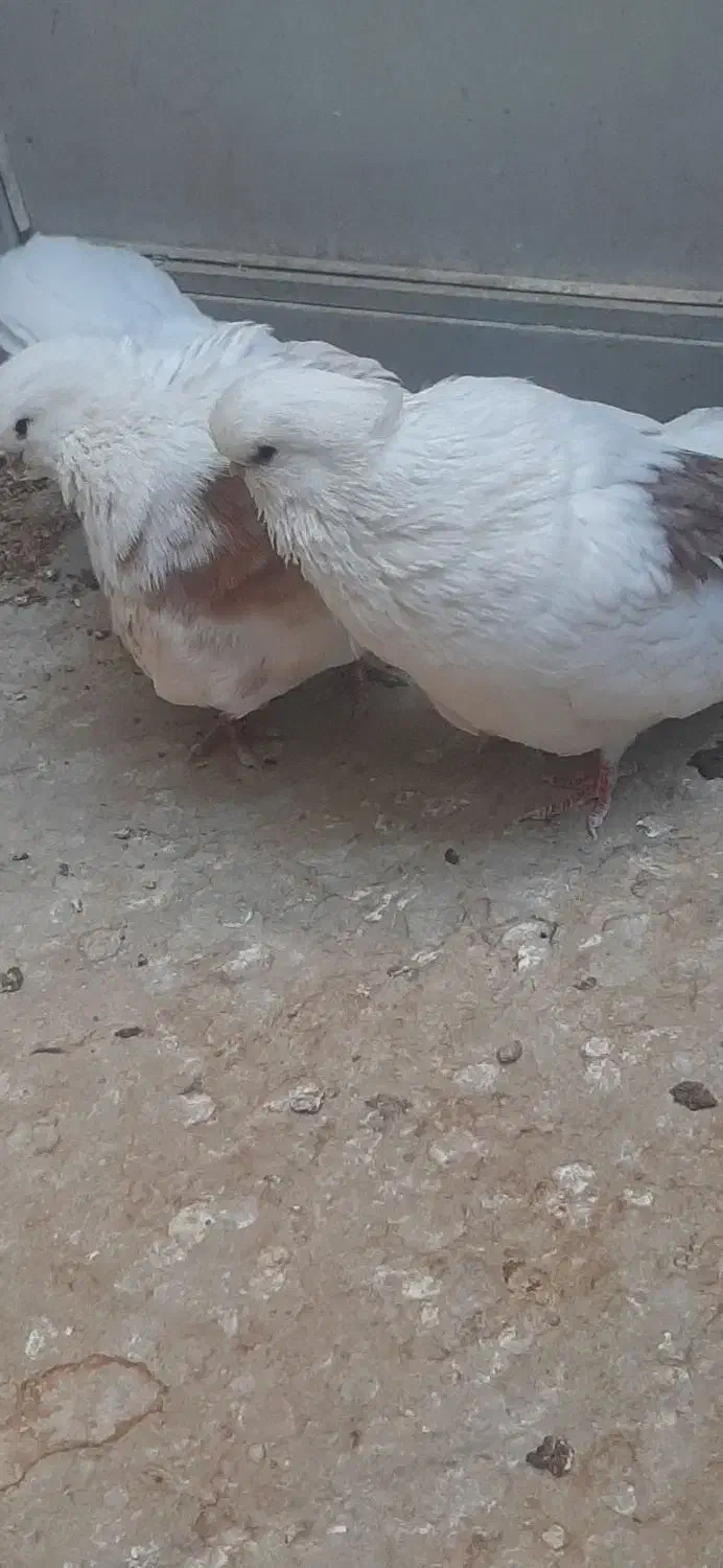 کبوترنوک قنار|پرنده|شهرضا, |دیوار