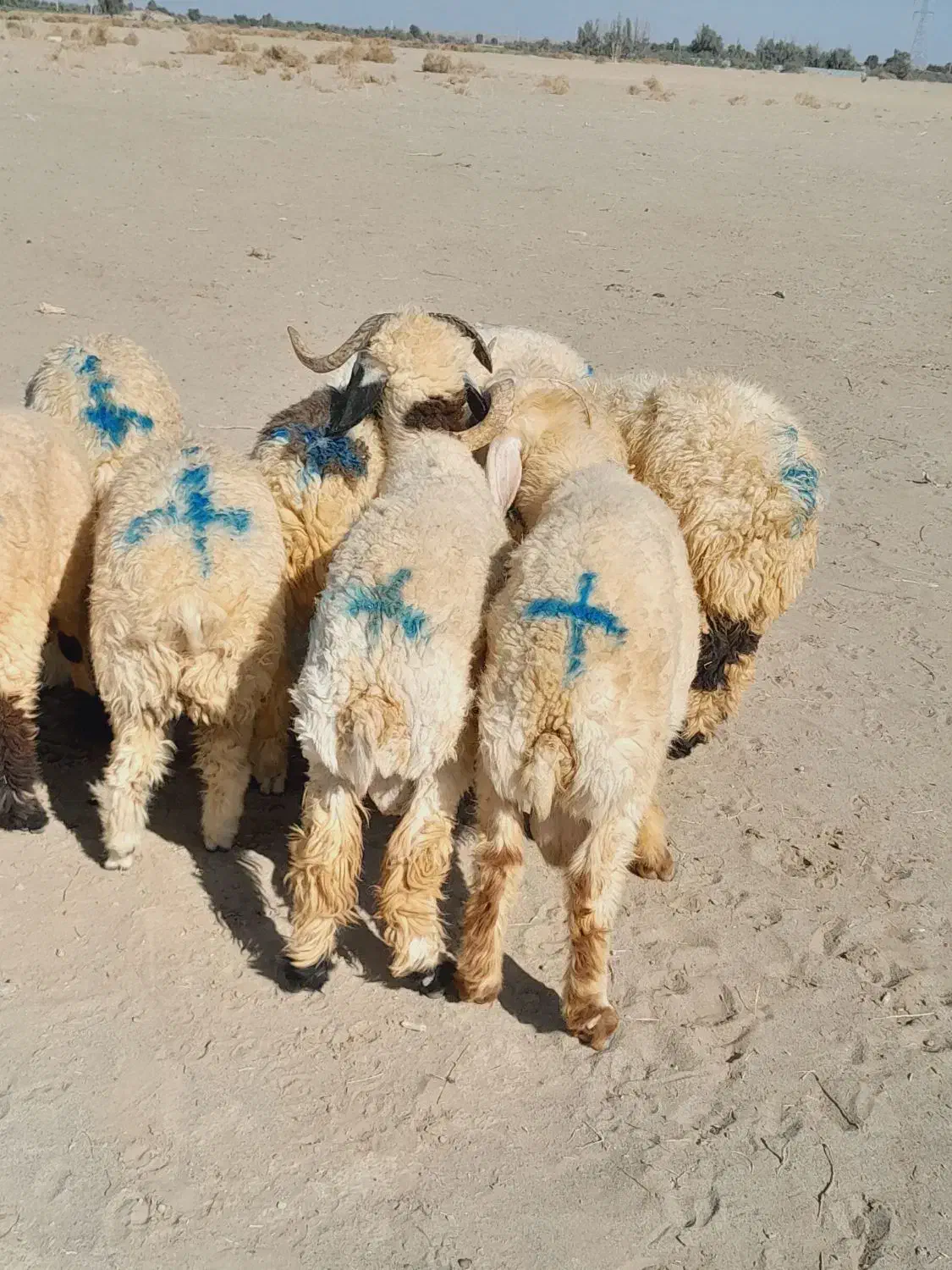 ۱۲راس بره نر قلمدار|حیوانات مزرعه|جیرفت, |دیوار