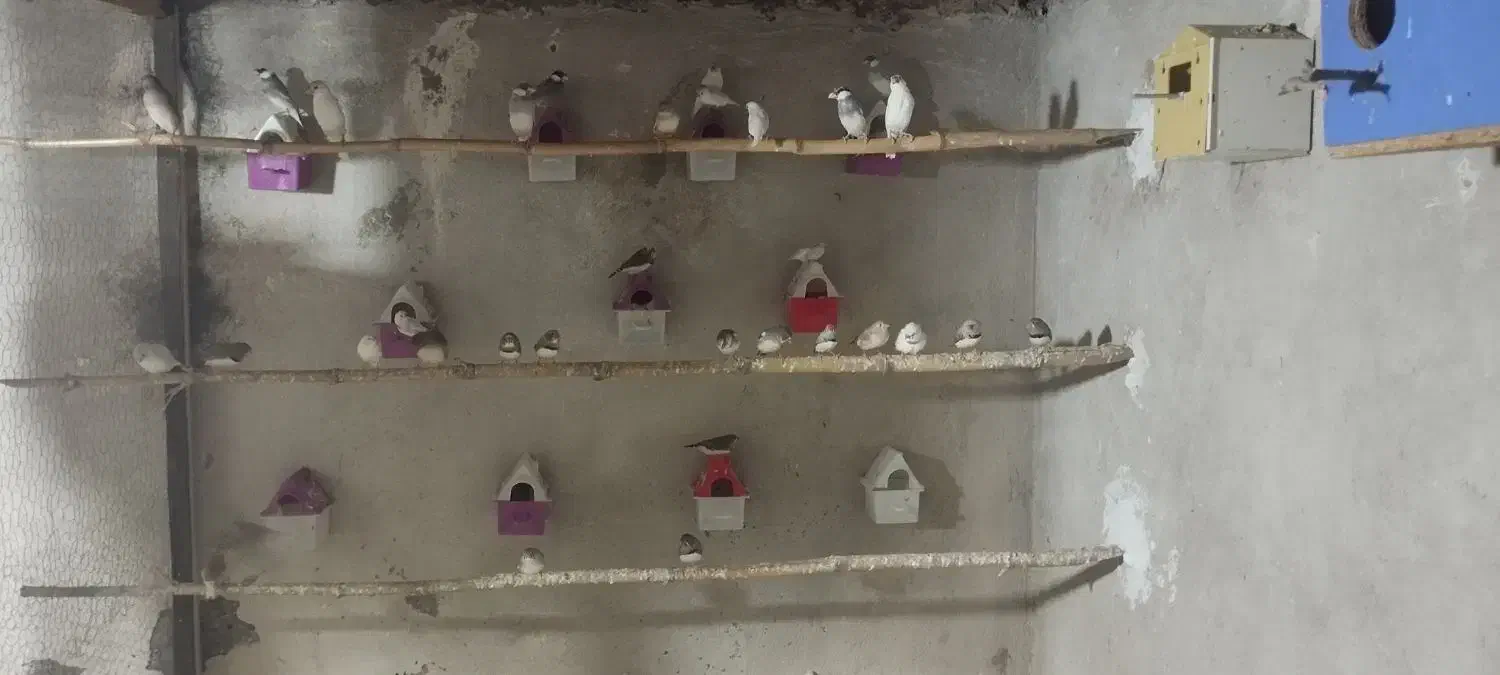 فنچ زبرا|پرنده|شهریار, شهرک بهاران (ویره)|دیوار