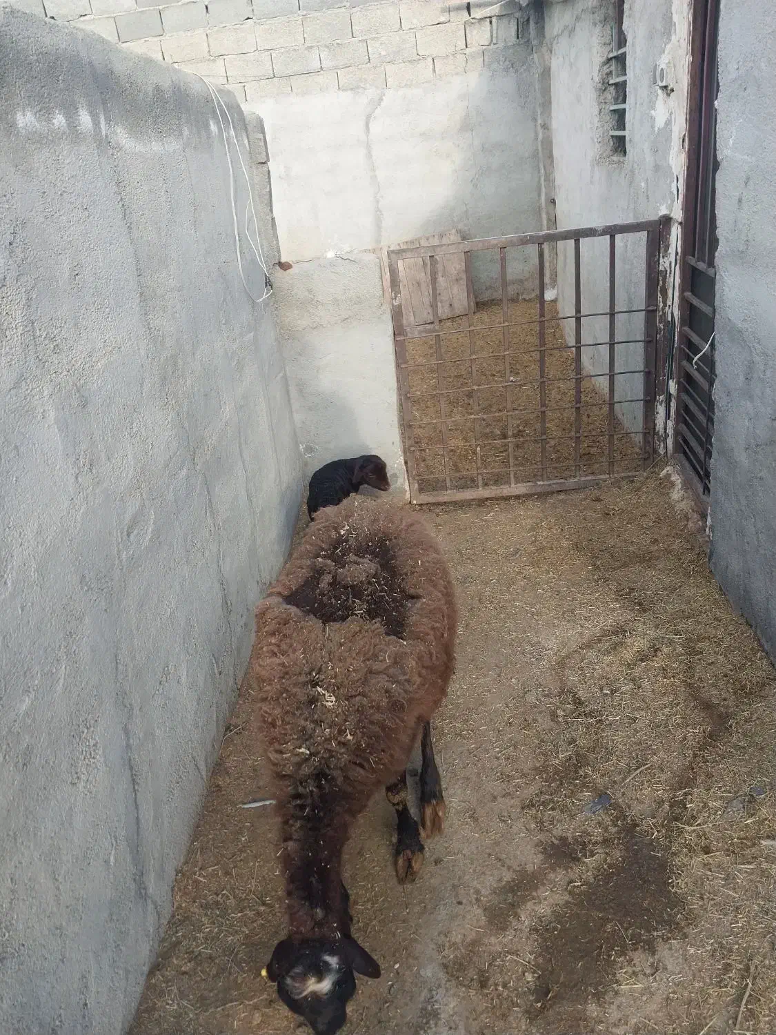 میش با بره|حیوانات مزرعه|رباطکریم, رباطکریم|دیوار